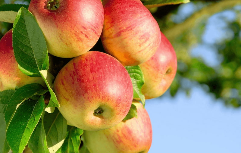 13 интересных фактов о яблоках | Проект Роспотребнадзора «Здоровое питание»